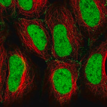 Anti-CREB5 antibody produced in rabbit Prestige Antibodies&#174; Powered by Atlas Antibodies, affinity isolated antibody