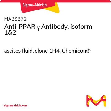 Przeciwciało anty-PPAR γ, izoforma 1 i 2 ascites fluid, clone 1H4, Chemicon&#174;