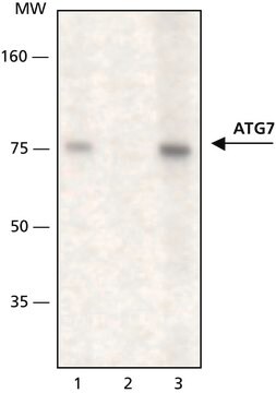 Anti-ATG7 in Kaninchen hergestellte Antikörper affinity isolated antibody, buffered aqueous solution