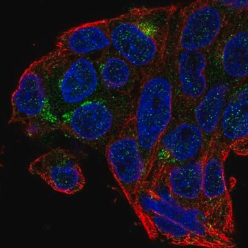 Anti-MBOAT4 antibody produced in rabbit Prestige Antibodies&#174; Powered by Atlas Antibodies, affinity isolated antibody