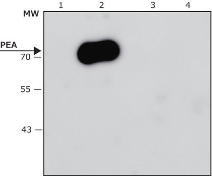 Przeciwciało anty-Pseudomonasaeruginosa Exotoxin A, mysie monoklonalne clone EXO-68, purified from hybridoma cell culture