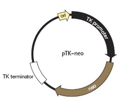 pTK-neo DNA - Novagen For selection of stably transfected mammalian cell lines