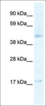 Anti-HTR1F antibody produced in rabbit IgG fraction of antiserum