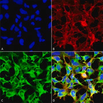 Monoclonal Anti-Sulfotyrosine antibody produced in mouse clone 7C5