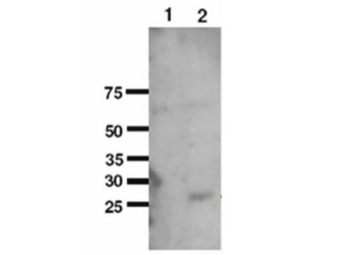 Anti-SOD2 Antibody serum, Chemicon&#174;