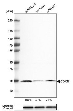 Monoklonalny anty-COX4I1 Prestige Antibodies&#174; Powered by Atlas Antibodies, clone CL3501, purified immunoglobulin, buffered aqueous glycerol solution