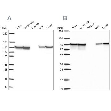 Anty-HSP90AB1 Prestige Antibodies&#174; Powered by Atlas Antibodies, affinity isolated antibody