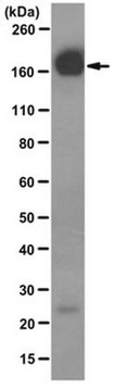 Anti-EGFR Antibody, clone 225 (Azide-free) clone 225, from mouse