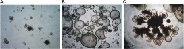 Medio basal DMEM/F-12 MÁS Advanced DMEMF12 basal media used in low-serum or serum-free media formulations including stem cell and 3D organoid cell cultures.