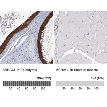 Anti-ABRACL antibody produced in rabbit Prestige Antibodies&#174; Powered by Atlas Antibodies, affinity isolated antibody, buffered aqueous glycerol solution