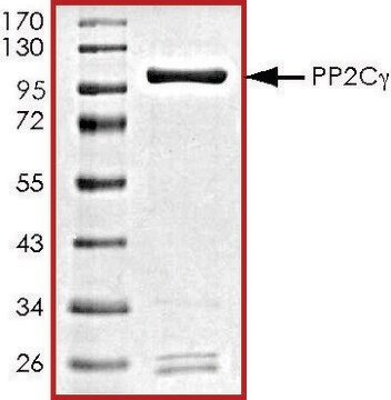 PP2C-&#947;, active, GST tagged human recombinant, expressed in baculovirus infected Sf9 cells, &#8805;70% (SDS-PAGE), buffered aqueous glycerol solution