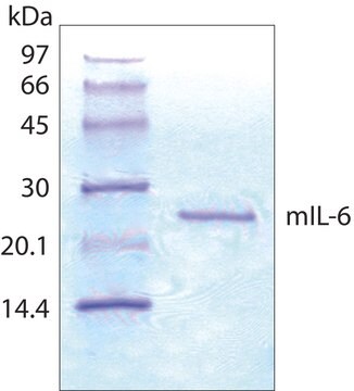 白介素 -6 来源于小鼠 IL-6, recombinant, expressed in E. coli, lyophilized powder, suitable for cell culture, carrier free