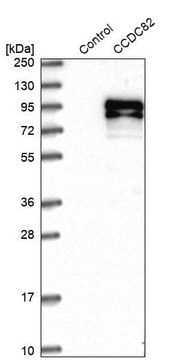 Anti-CCDC82 antibody produced in rabbit Prestige Antibodies&#174; Powered by Atlas Antibodies, affinity isolated antibody, buffered aqueous glycerol solution