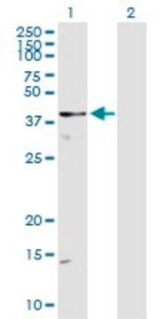 Anti-DOCK2 antibody produced in rabbit whole antiserum, buffered aqueous solution