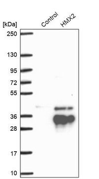 Anti-HMX2 antibody produced in rabbit Prestige Antibodies&#174; Powered by Atlas Antibodies, affinity isolated antibody, buffered aqueous glycerol solution