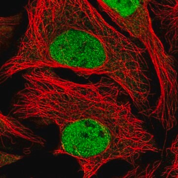 Anty-WDR5 Prestige Antibodies&#174; Powered by Atlas Antibodies, affinity isolated antibody