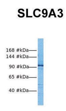 Anti-SLC9A3 antibody produced in rabbit affinity isolated antibody