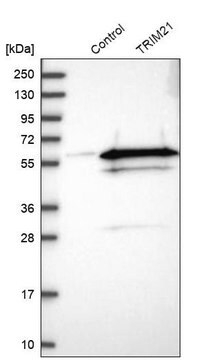 抗TRIM21抗体 ウサギ宿主抗体 Prestige Antibodies&#174; Powered by Atlas Antibodies, affinity isolated antibody, buffered aqueous glycerol solution