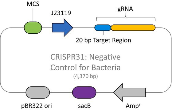 CRISPR Non-Target Negative Control Plasmid for Bacteria