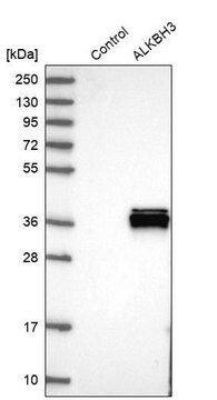 Anti-ALKBH3 antibody produced in rabbit Prestige Antibodies&#174; Powered by Atlas Antibodies, affinity isolated antibody, buffered aqueous glycerol solution