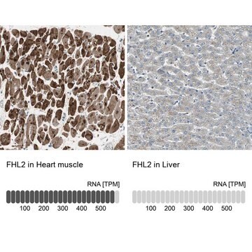 Anti-FHL2 antibody produced in rabbit Ab1, Prestige Antibodies&#174; Powered by Atlas Antibodies, affinity isolated antibody, buffered aqueous glycerol solution