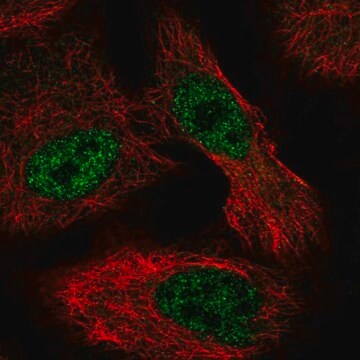 Anti-ALKBH6 antibody produced in rabbit Prestige Antibodies&#174; Powered by Atlas Antibodies, affinity isolated antibody