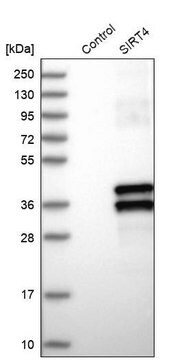 抗 SIRT4 兔抗 Prestige Antibodies&#174; Powered by Atlas Antibodies, affinity isolated antibody, buffered aqueous glycerol solution, ab1