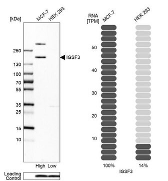 Anti-IGSF3 antibody produced in rabbit Prestige Antibodies&#174; Powered by Atlas Antibodies, affinity isolated antibody, buffered aqueous glycerol solution