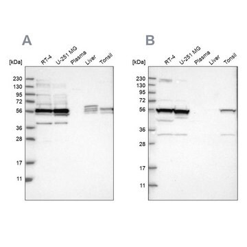 Anti-SMU1 antibody produced in rabbit Prestige Antibodies&#174; Powered by Atlas Antibodies, affinity isolated antibody, buffered aqueous glycerol solution, Ab1