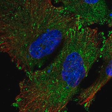 抗SRP68抗体 ウサギ宿主抗体 Prestige Antibodies&#174; Powered by Atlas Antibodies, affinity isolated antibody