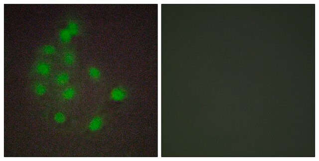 Anti-HAND1 antibody produced in rabbit affinity isolated antibody