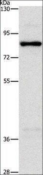 Anti-NOL9 antibody produced in rabbit affinity isolated antibody