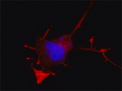 Anti-E6AP antibody, Mouse monoclonal clone E6AP-330, purified from hybridoma cell culture