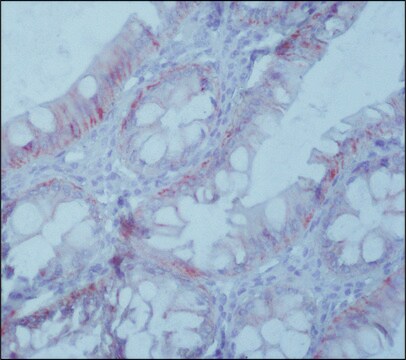 Przeciwciało anty-EpCAM, mysie monoklonalne clone Ber-EP4, purified from hybridoma cell culture