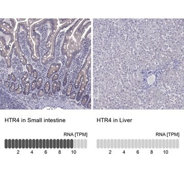 Anti-HTR4 antibody produced in rabbit Prestige Antibodies&#174; Powered by Atlas Antibodies, affinity isolated antibody, buffered aqueous glycerol solution