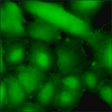 A549 CELLS EGFR BIOSENSOR