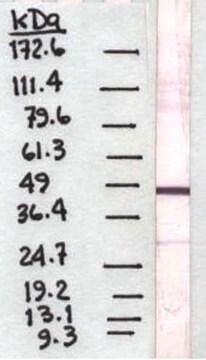 Anti-Pigmentepithel abgeleiteter Faktor-Antikörper, Klon&nbsp;10F12.2 clone 10F12.2, Chemicon&#174;, from mouse