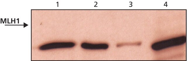 Anti-MLH1 (C-terminal) antibody produced in rabbit ~1&#160;mg/mL, affinity isolated antibody, buffered aqueous solution