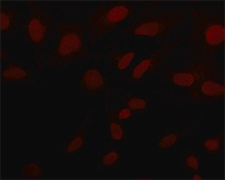 抗Sirt6 (N-末端) ウサギ宿主抗体 ~1&#160;mg/mL, affinity isolated antibody, buffered aqueous solution