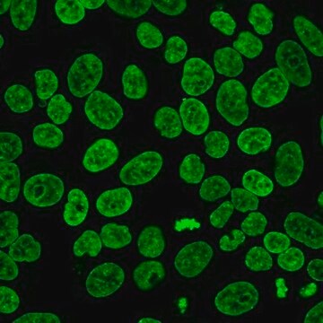 BioTracker&nbsp;488 Kernfarbstoff, grün Live cell imaging green nuclear staining dye with greater photostability than traditional blue fluorescent nuclear stains such as DAPI and Hoechst 33342.