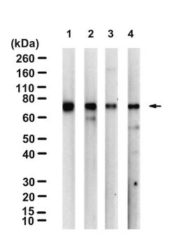 Przeciwciało anty-STAT1, CT Upstate&#174;, from rabbit