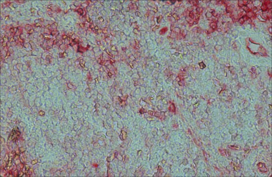 抗ヤギIgG (全分子)-アルカリフォスファターゼ ウサギ宿主抗体 affinity isolated antibody, buffered aqueous glycerol solution