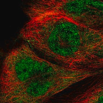 Anti-RTCB antibody produced in rabbit Prestige Antibodies&#174; Powered by Atlas Antibodies, affinity isolated antibody