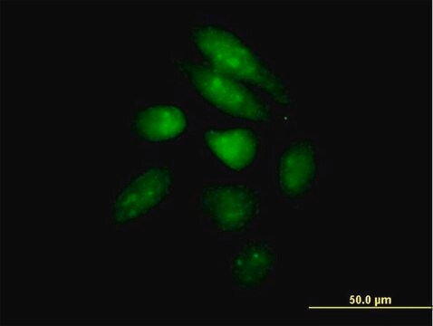 抗PER1抗体 マウス宿主抗体 IgG fraction of antiserum, buffered aqueous solution