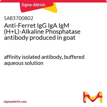 Anti-Ferret IgG IgA IgM (H+L)-Alkaline Phosphatase antibody produced in goat affinity isolated antibody, buffered aqueous solution