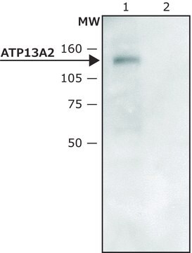 抗ATP13A2(C末端領域)抗体 ウサギ宿主抗体 ~1.5&#160;mg/mL, affinity isolated antibody, buffered aqueous solution