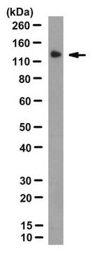 Anti-Apaf-1 Antibody, clone 18H2 clone 18H2, from rat