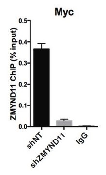 Anticorps anti-ZMYND11 serum, from rabbit