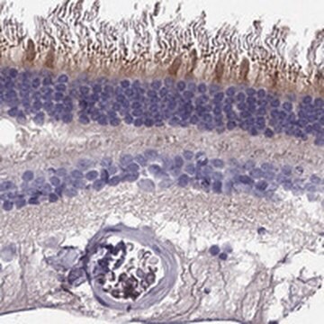 Anti-KCNV2 antibody produced in rabbit Prestige Antibodies&#174; Powered by Atlas Antibodies, affinity isolated antibody, buffered aqueous glycerol solution