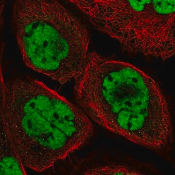 Anti-DPF2 antibody produced in rabbit Prestige Antibodies&#174; Powered by Atlas Antibodies, affinity isolated antibody